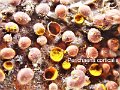 Perichaena corticalis-amf3-1